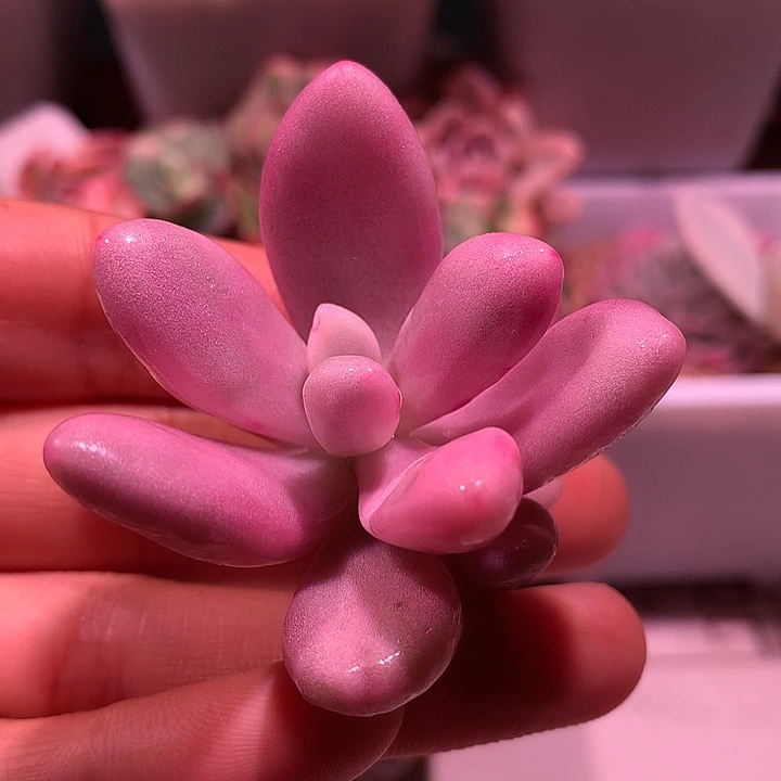 桃蛋锦锦锦锦锦锦锦锦