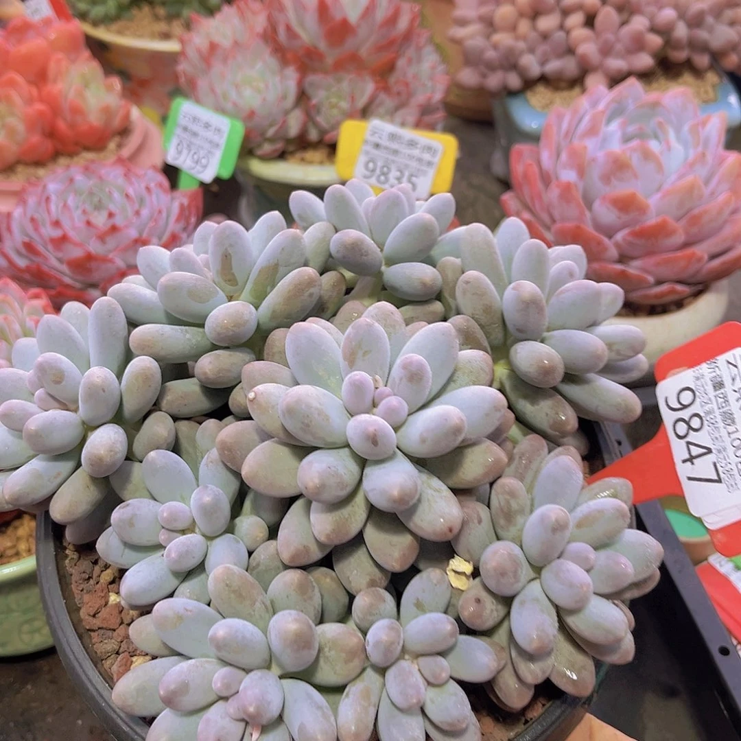 9847汤圆多肉植物
