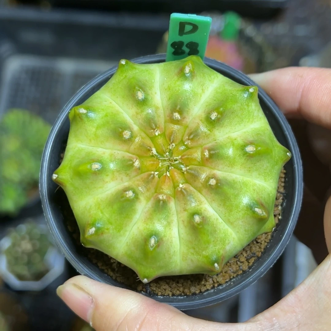 D88实生轮回，带盆土发货