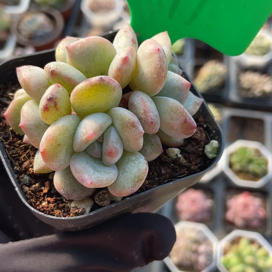 841星影石化多肉植物保护