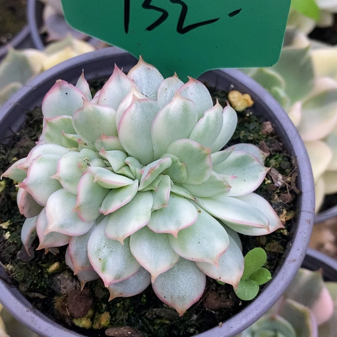 732月光哈哈哈哈哈哈哈