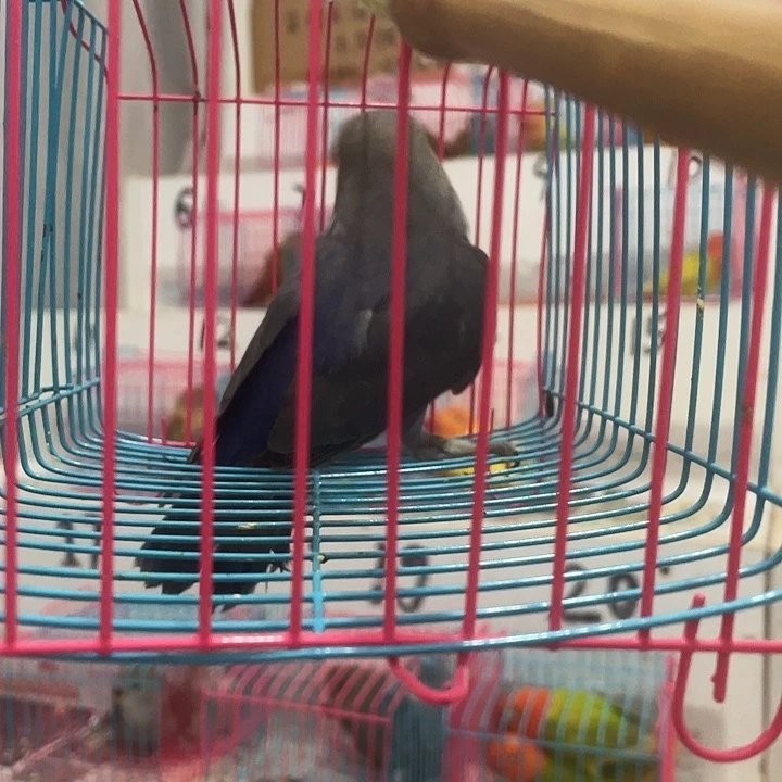 睿*妈牡丹鹦鹉断奶一只