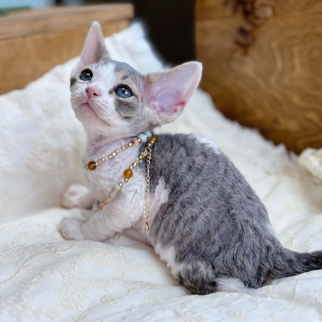 【邹發財德文猫舍】蓝虎斑加白DD生日：2025.05.10（2）