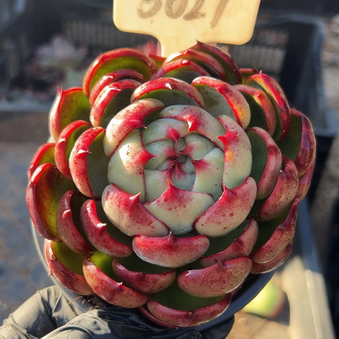 ****强惊鸿仙子一物一拍5027号