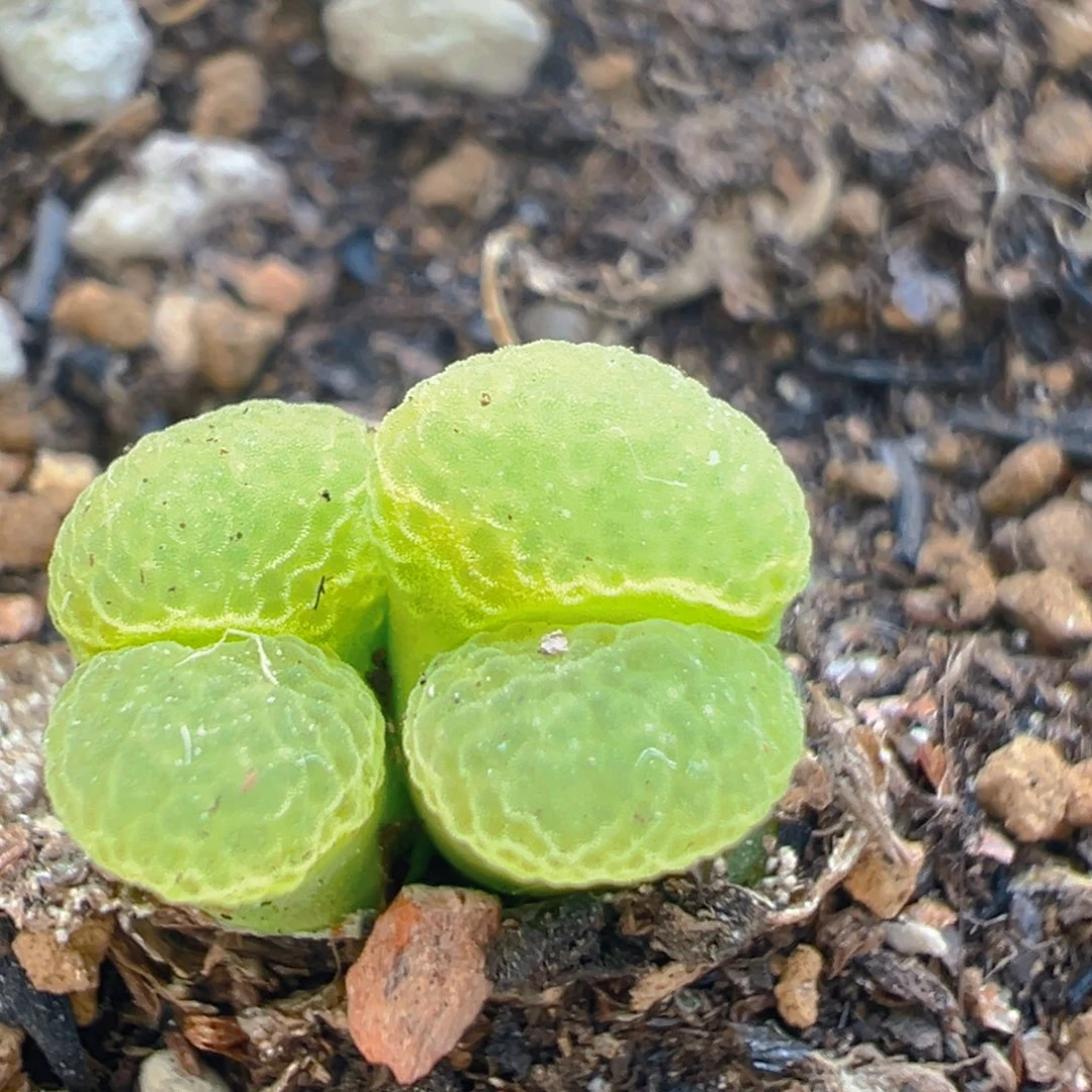 131多肉植物百科知识