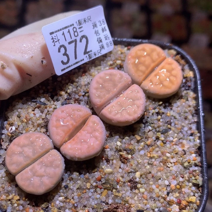 精品生石花118.372