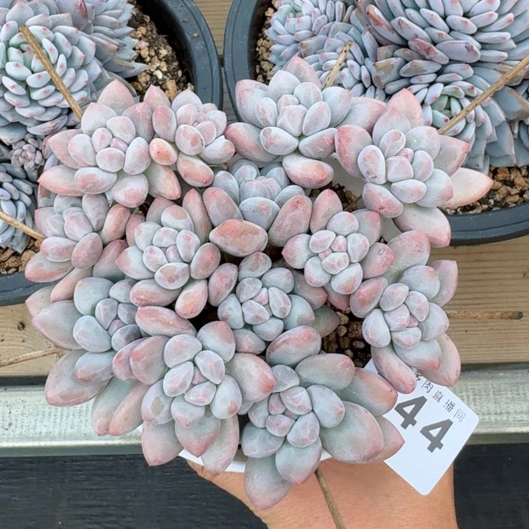 丸叶香水群生      愿你一路坦途，乘风破浪展宏图