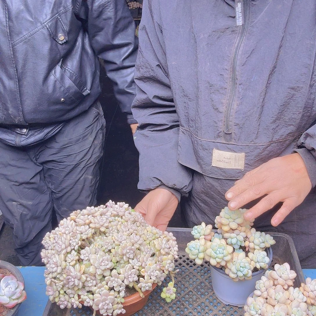 小****13基秋梨一物一拍