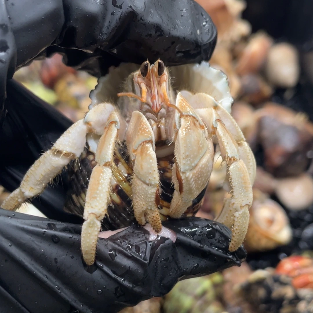 不退不换谢谢支持8