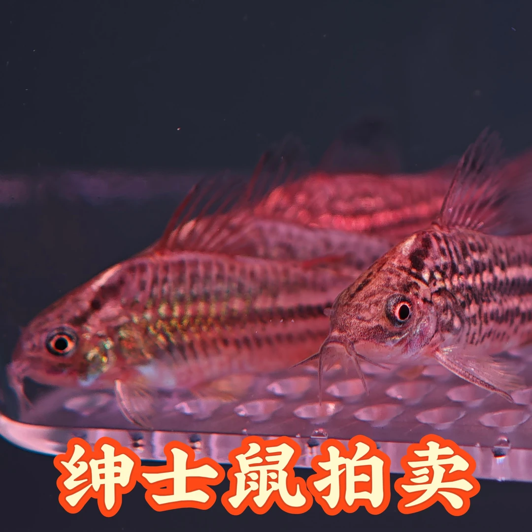 1号 绅士鼠鱼10条
