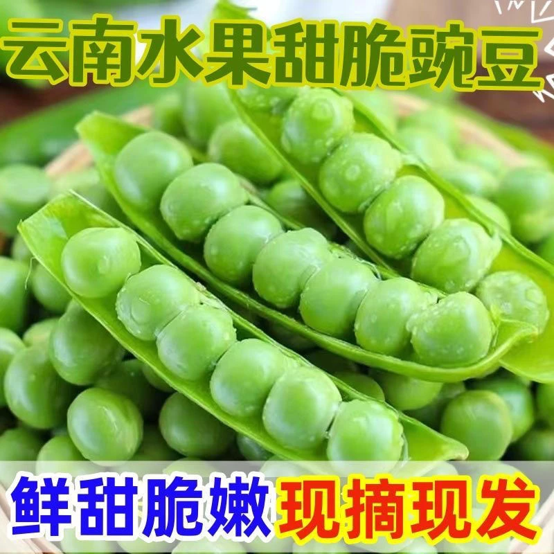 X云南新鲜豌豆新鲜蔬菜农家高山种植水果甜豆9斤5斤3斤包邮
