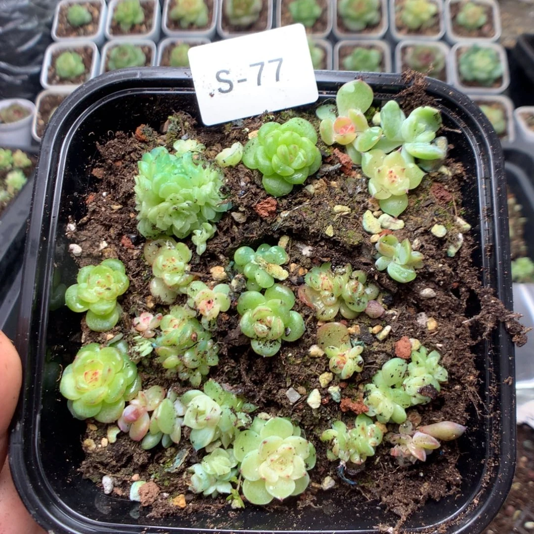 无花朵S77英语英语