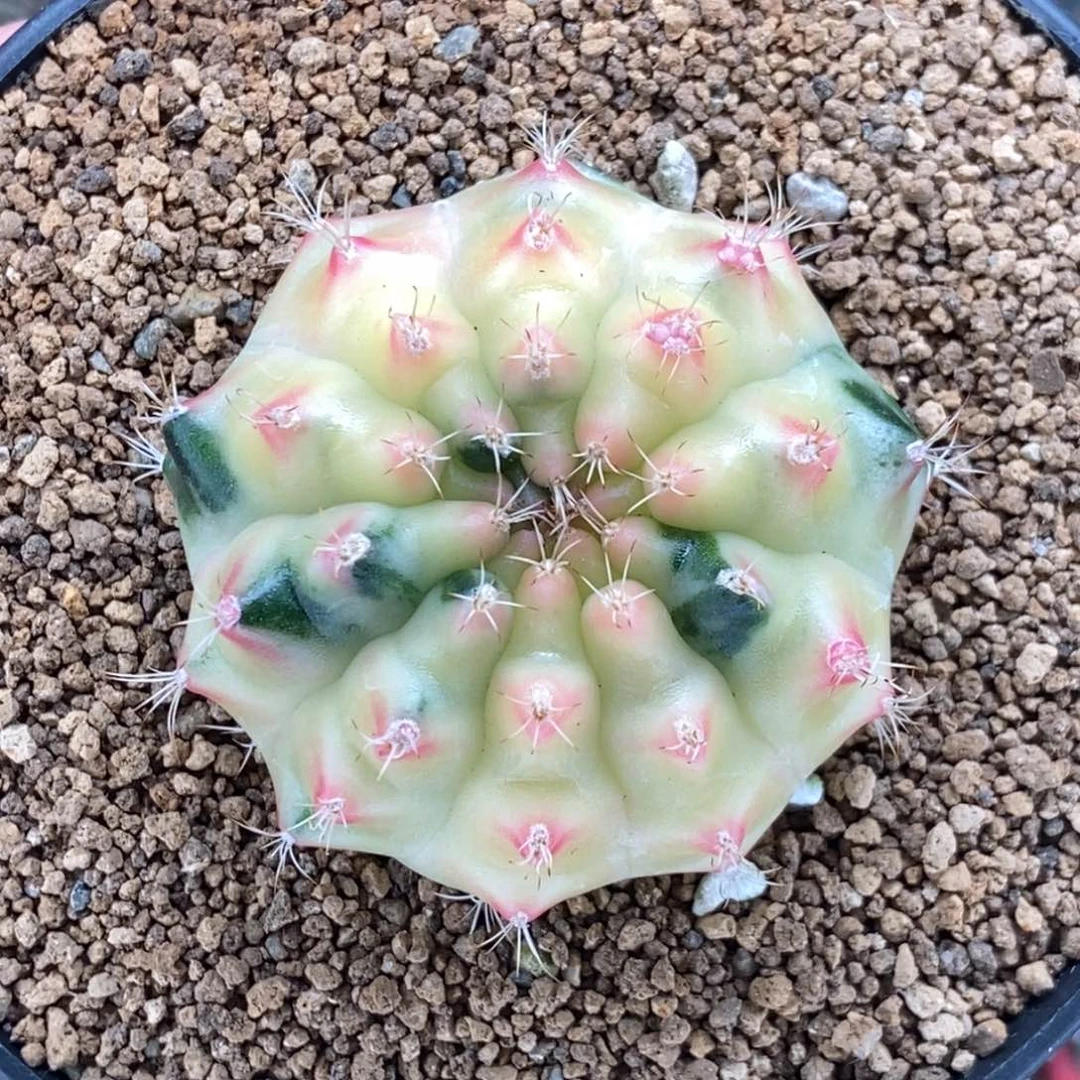 奶酪球00000000071