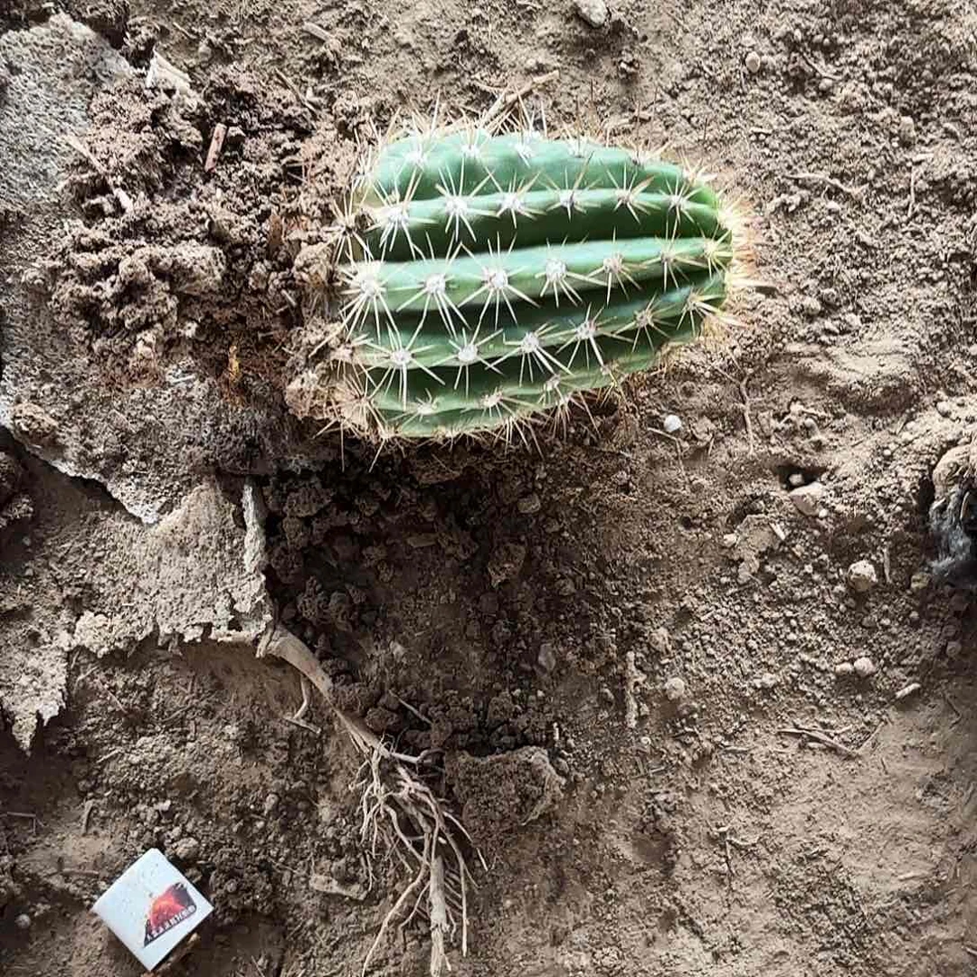 0147 毛花带根瑕疵