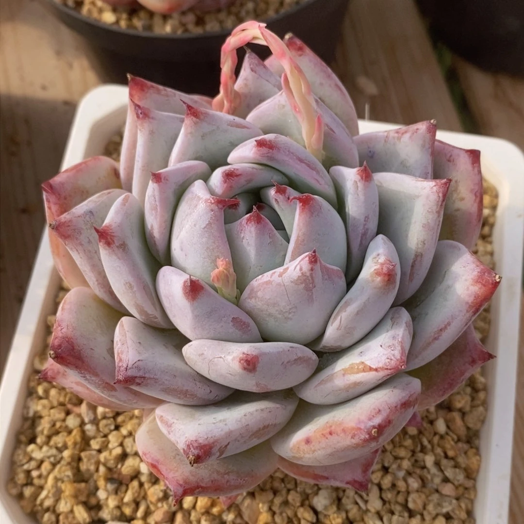 可问主播品种，下滑链接更多品种多肉选择