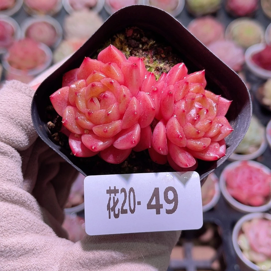 花利美20-49灵翠双头