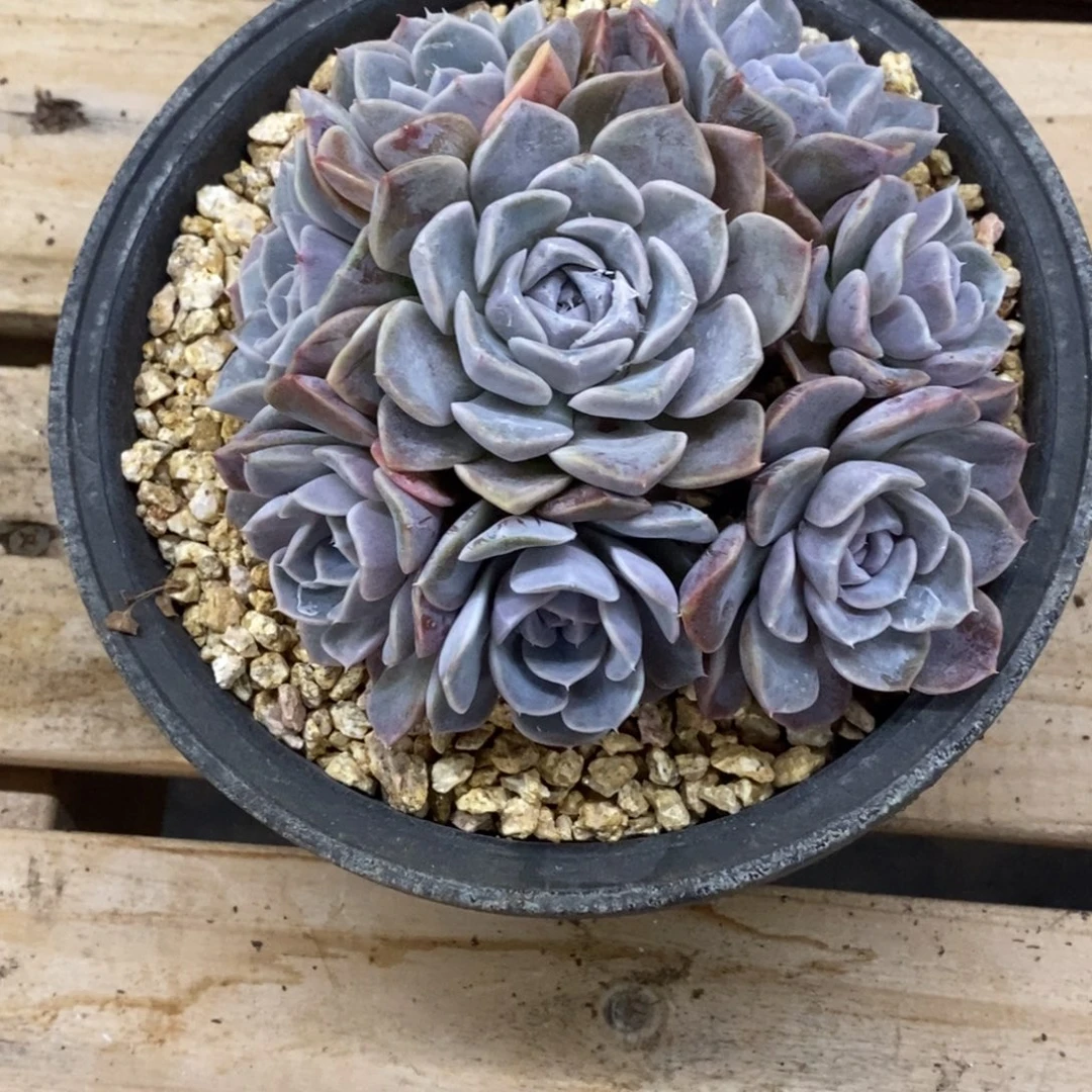 精品多肉一物一拍不包整361