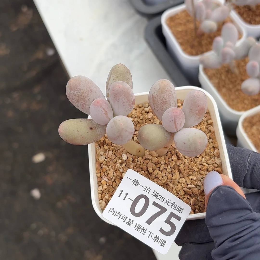 米可奶无盆无发货无