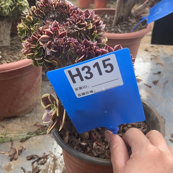 M***生315欧加利老桩老桩