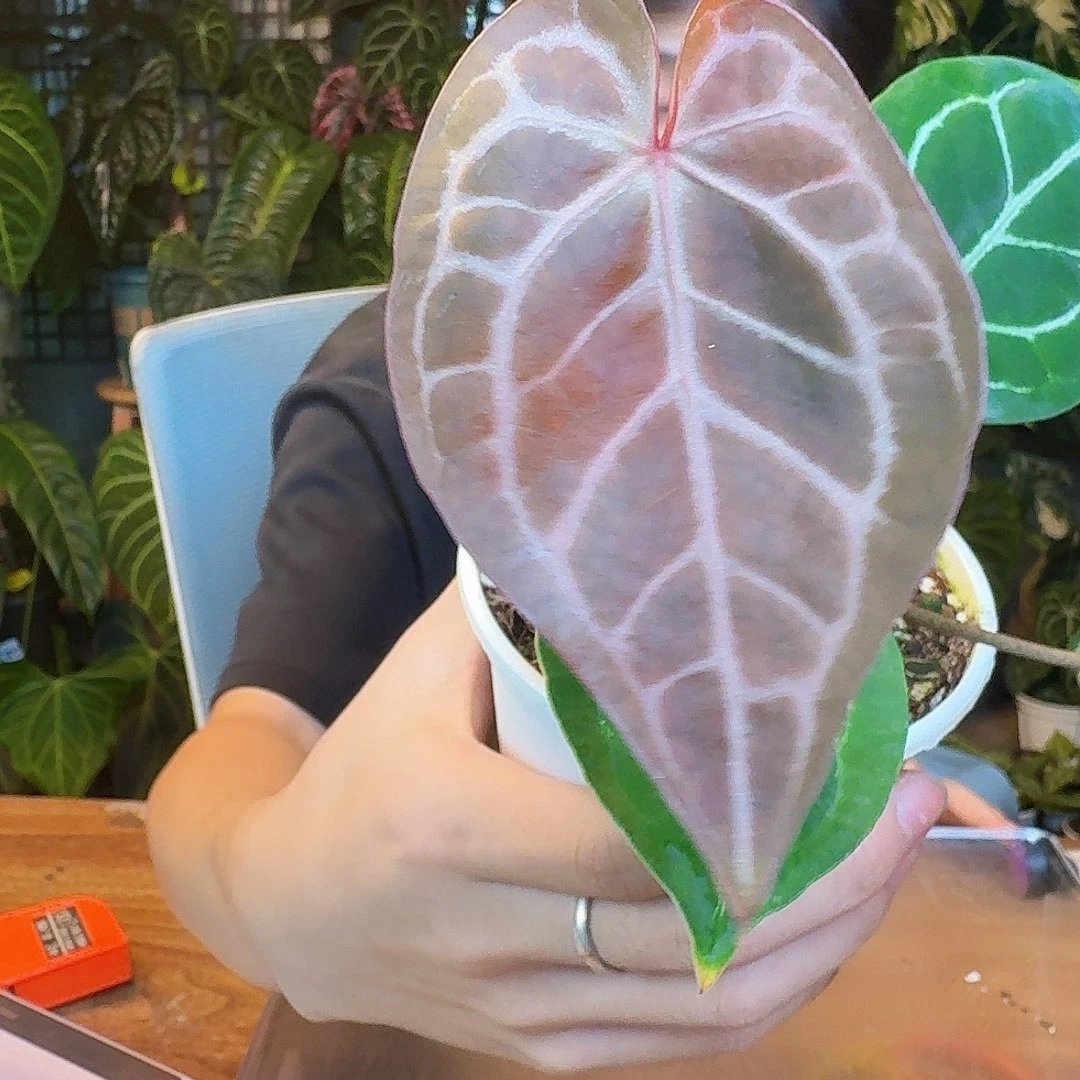 完全开放J96红水晶杂小钻石