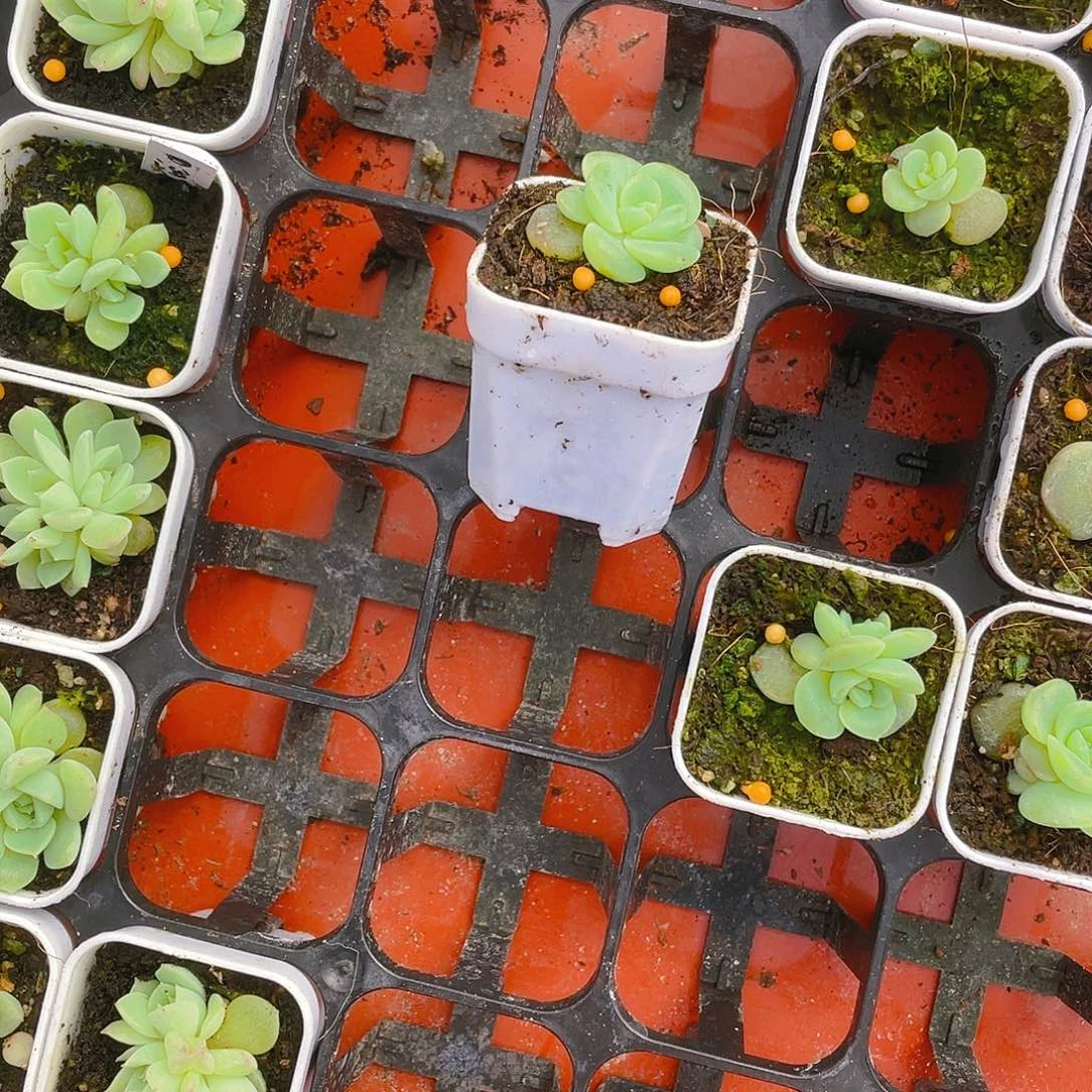 王****～映雪盆一个满25包邮