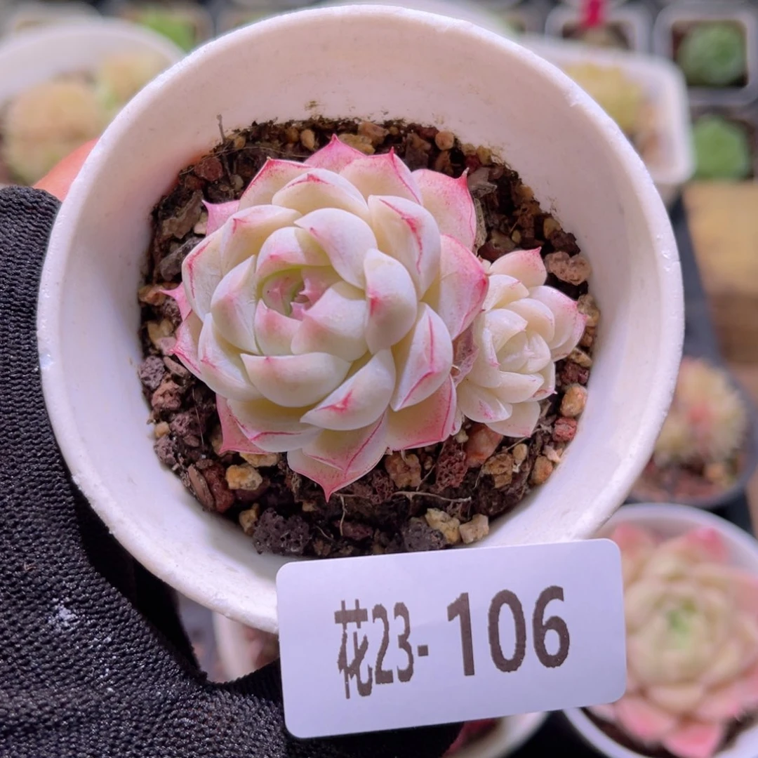 花23-106女王带仔