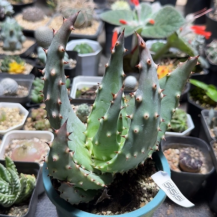 555王刺锦芦荟脱土发货