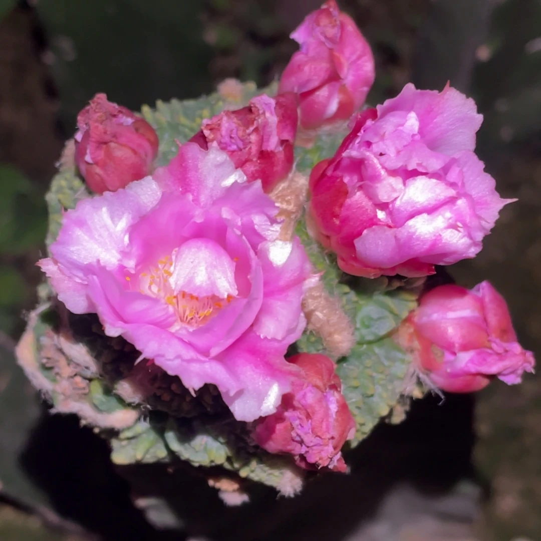 全部花朵哥怒锦 仙人球开花063