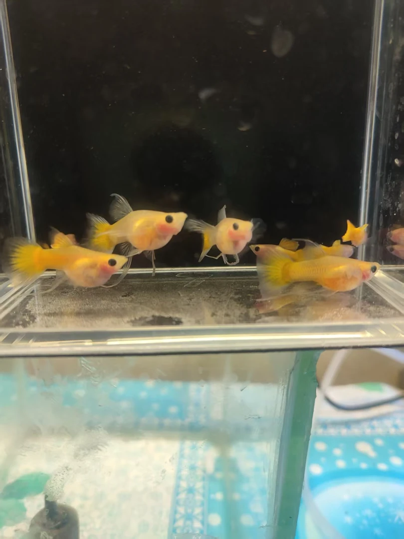 越系短体黄金玻璃猫大C无开箱视频不予售后延签入缸不包损