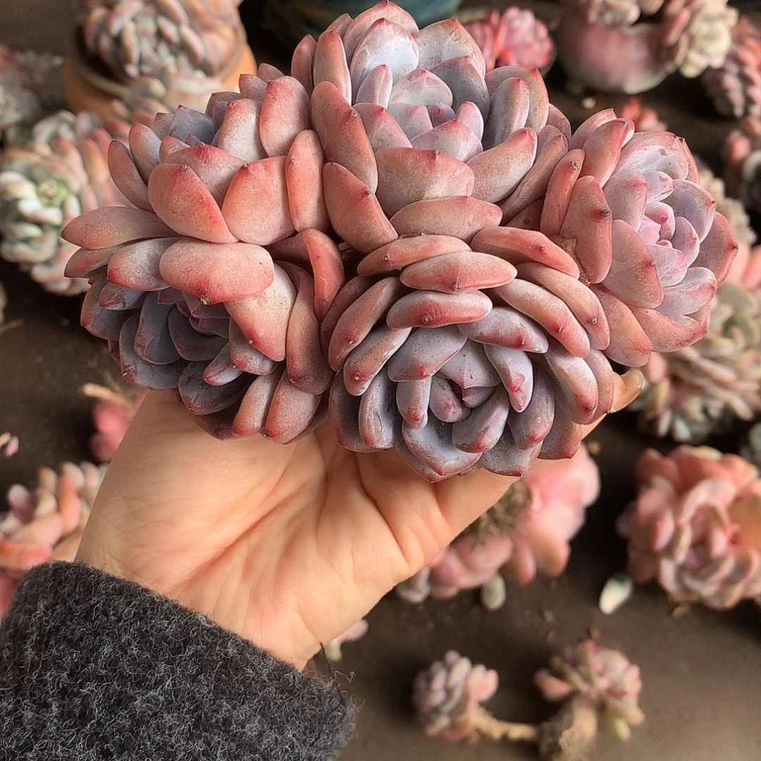 哈哈哈哈哈哈哈石榴籽