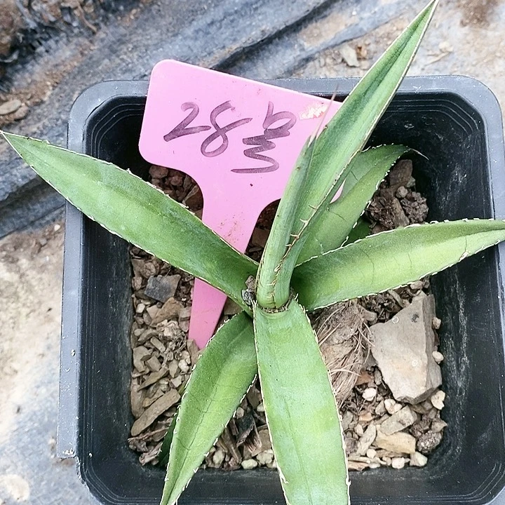 【闪购商品】无花朵龙舌兰绿植
