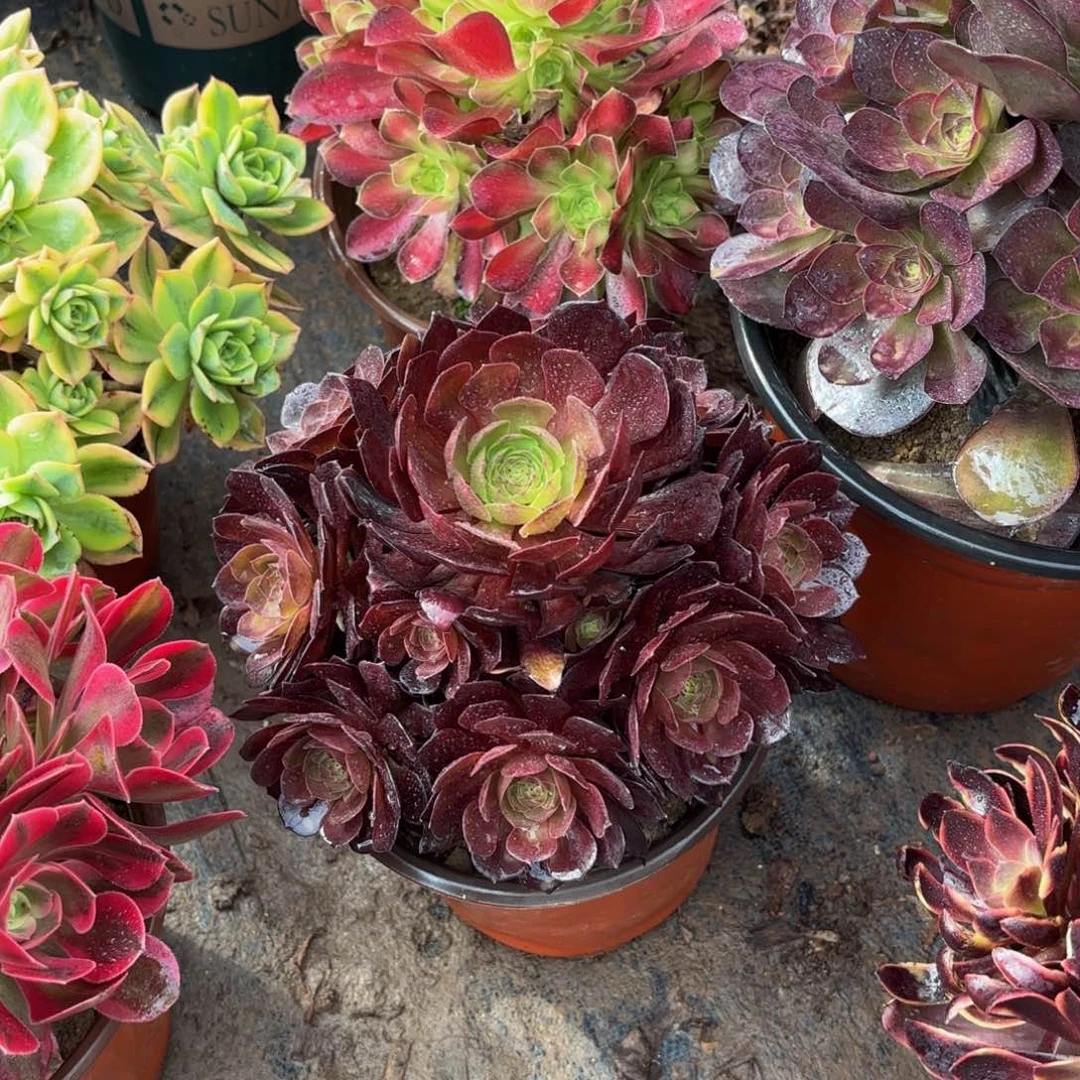 黑金玫瑰9.9多肉植物