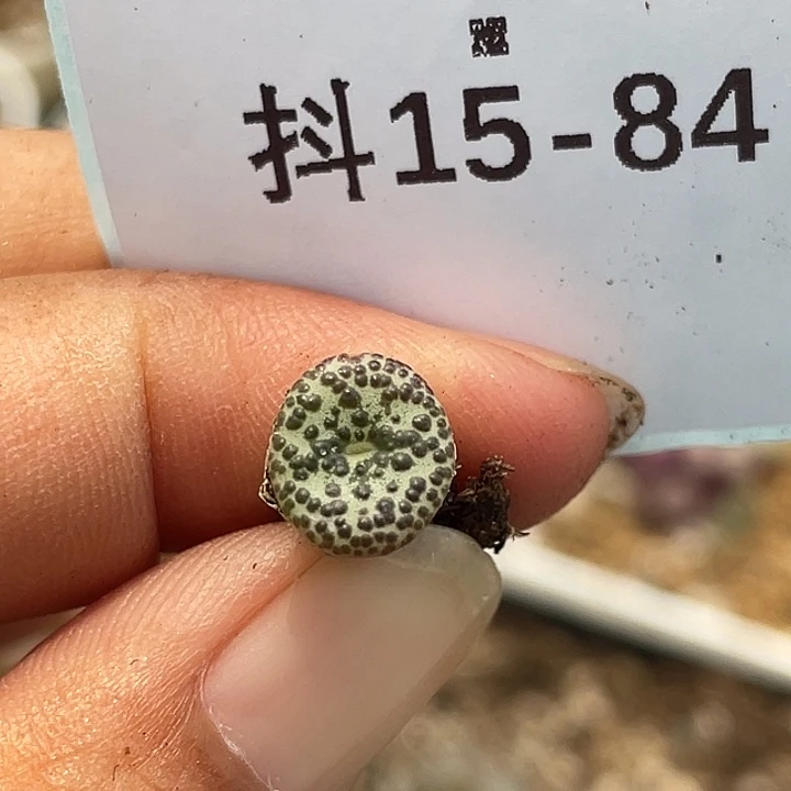 15-84泡泡安贞肉锥