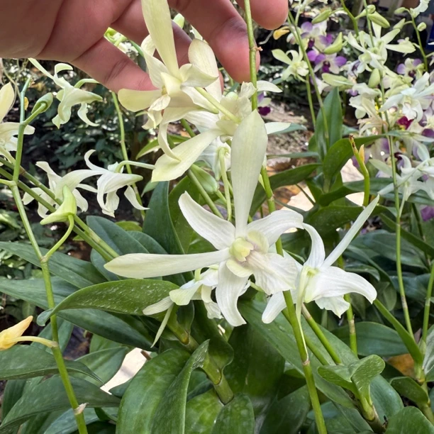素白羚羊 泰秋石斛兰花好养 保苗不保花