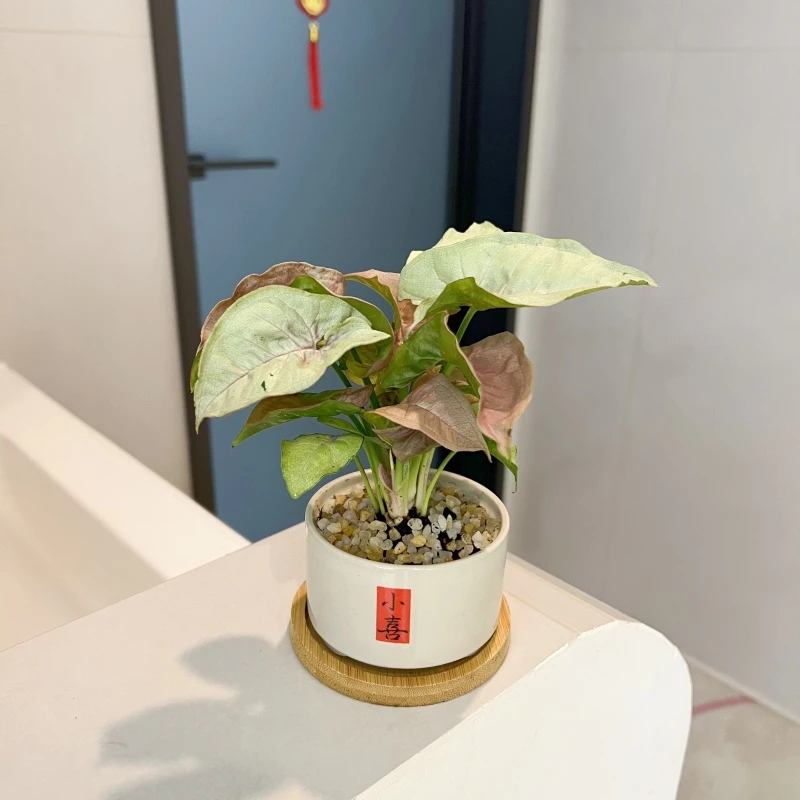 红粉佳人合果芋盆栽办公室内桌面四季好养活植物净化空气绿植花卉