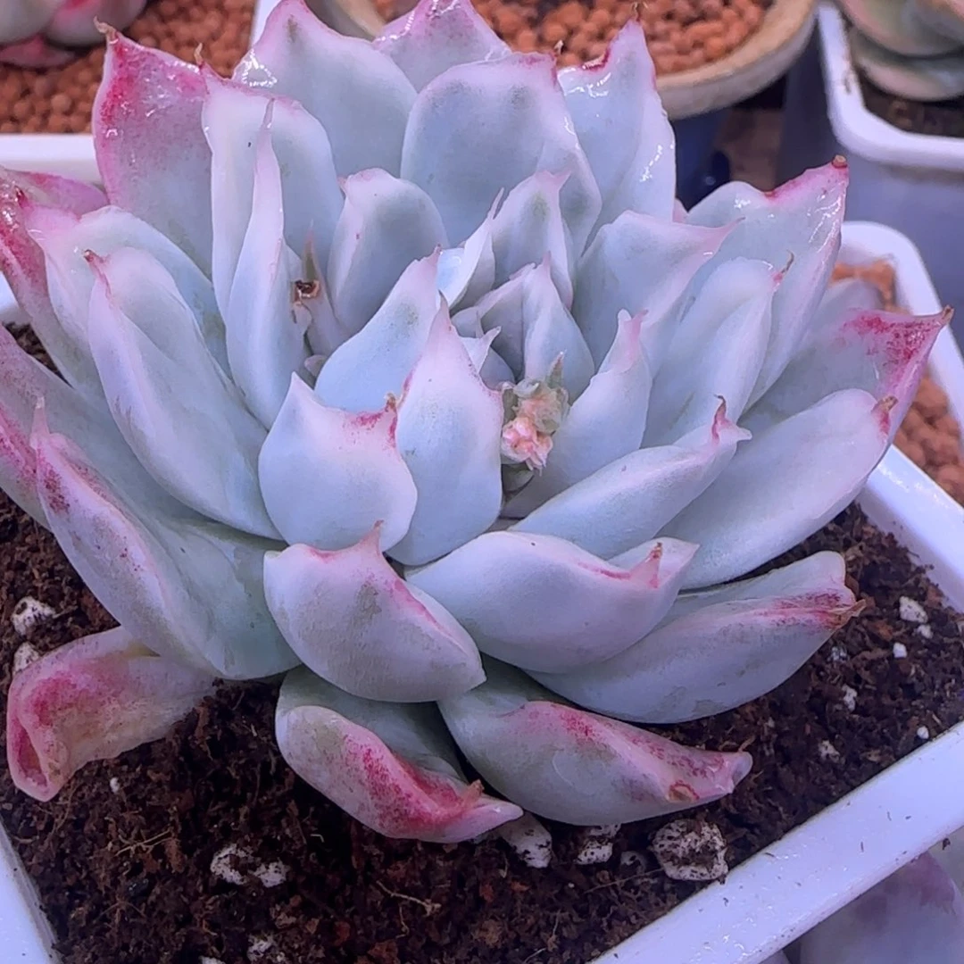 辛普森锦 多肉植物