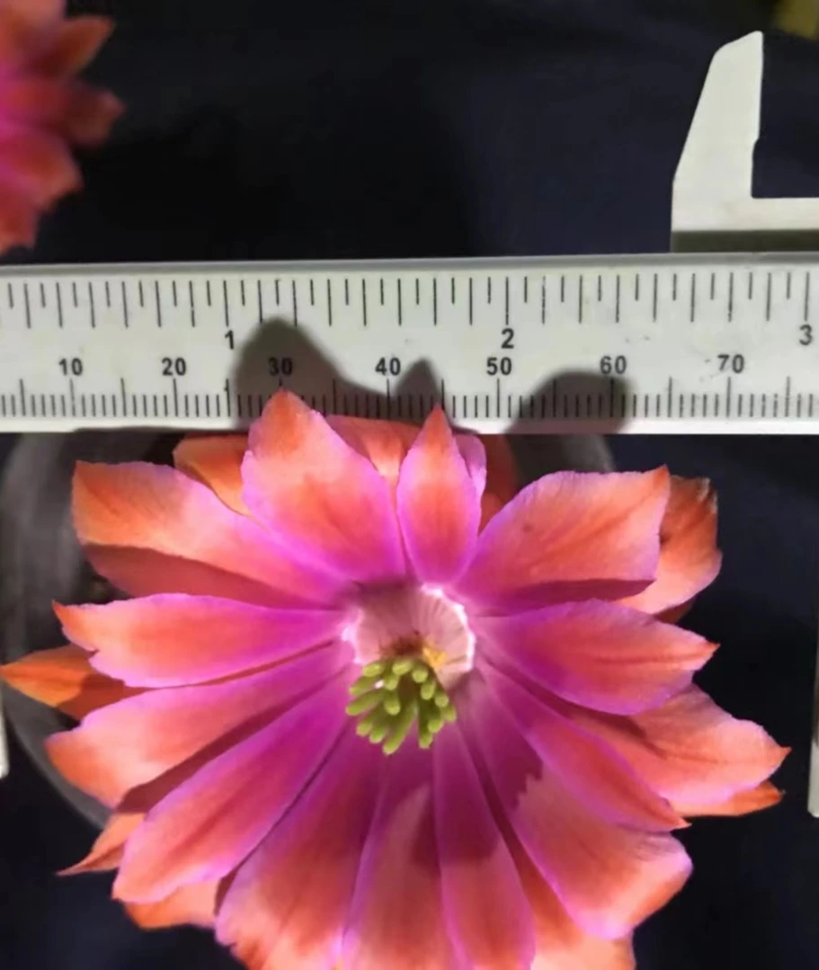 鹿角柱属虾无刺妖太郎侧芽两个  满28包邮非偏远