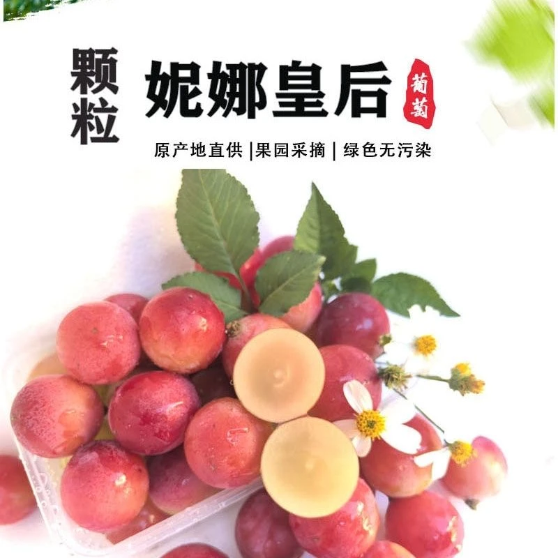 妮娜皇后葡萄香甜脆爽口感好极了老人孕妈小孩放心吃山东省