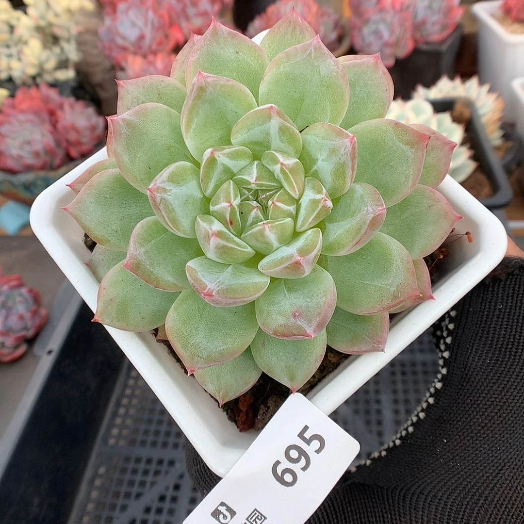 加***~695月橙多肉植物补发