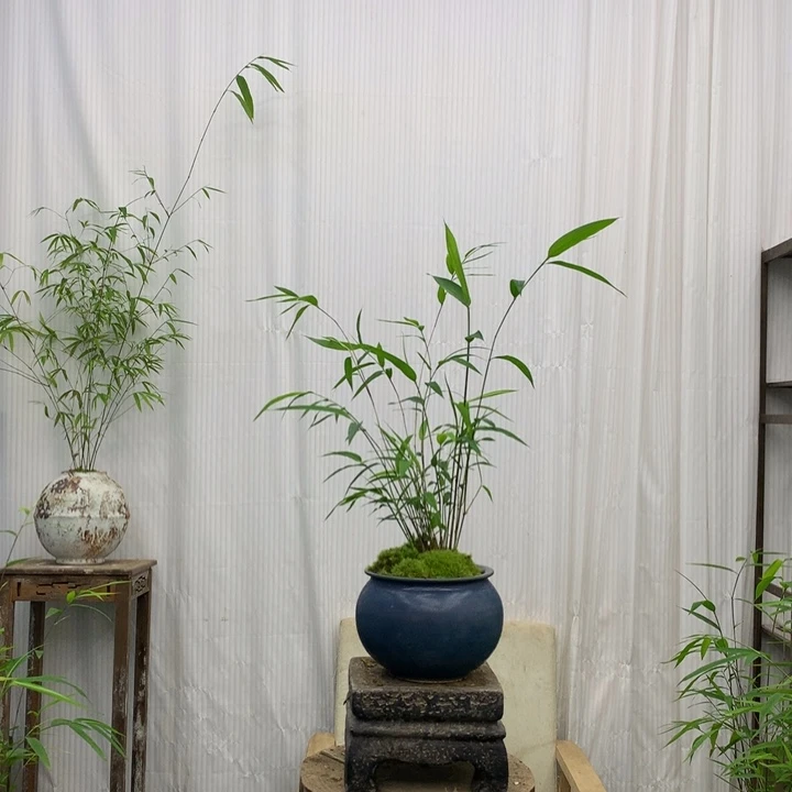 竹子竹子绿植浇水竹子