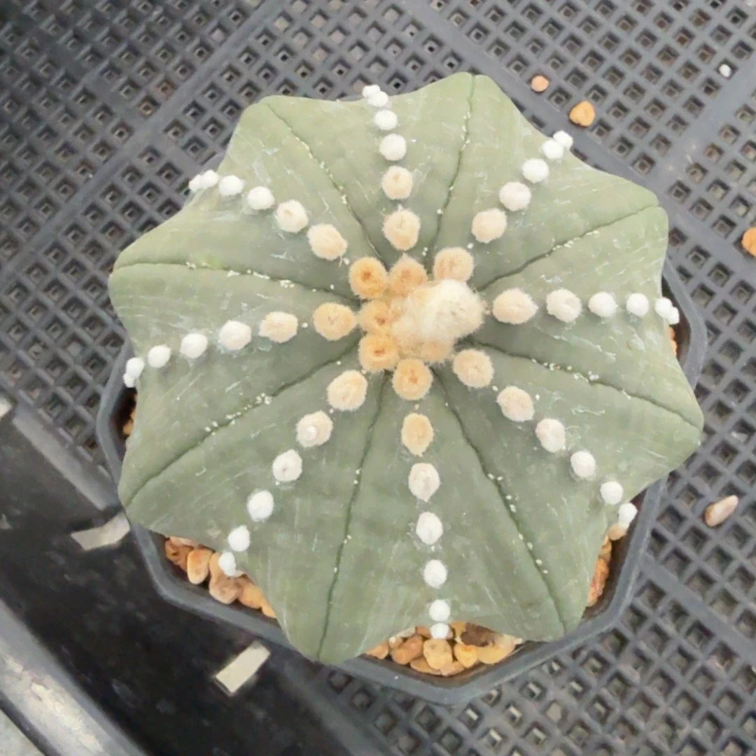 ****无花朵小丑头像琉璃海星