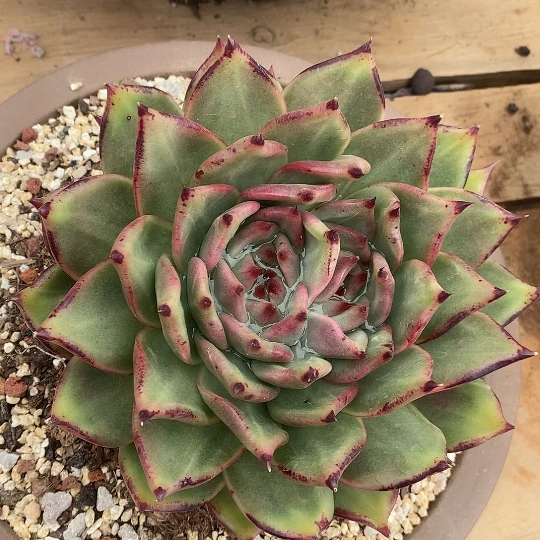 多肉植物牦牛双芯