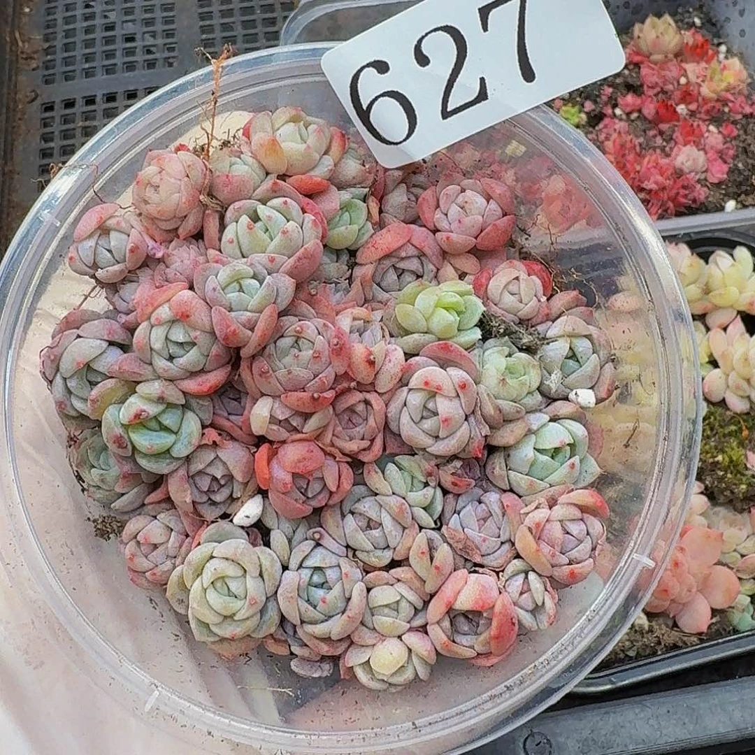 多肉植物多肉植物627