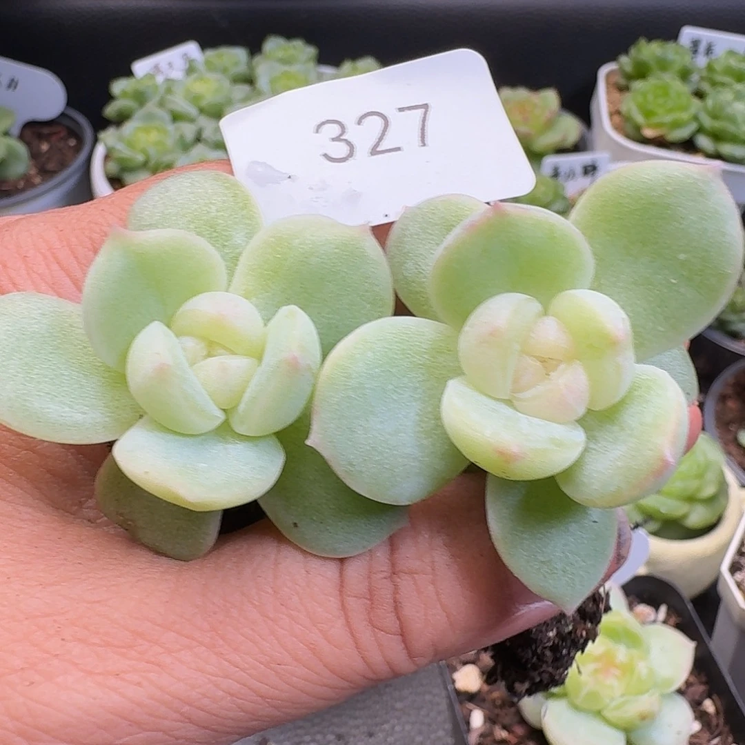 一物一拍一物一拍916-327