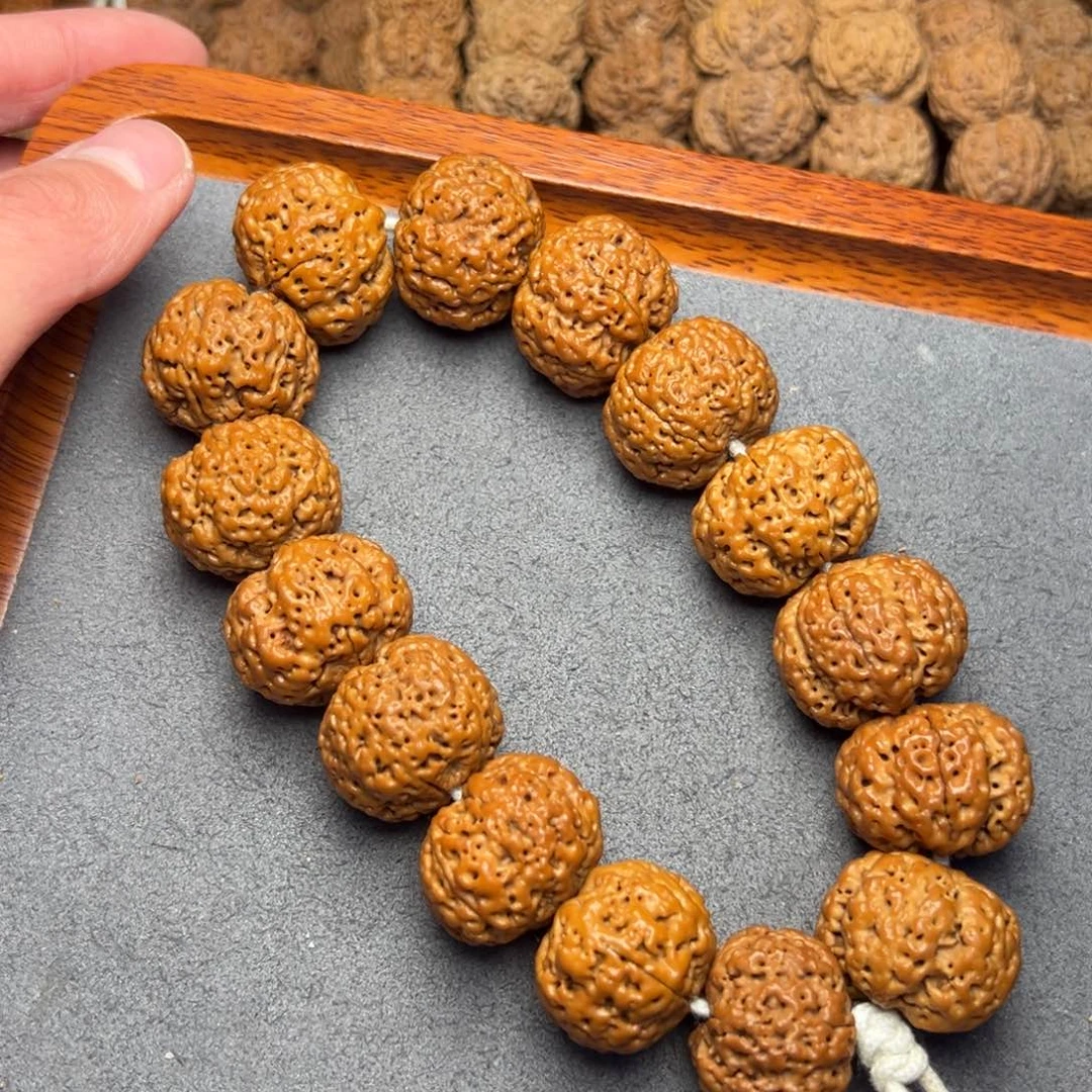 菩提20号尼泊尔大金刚23.5-24五星蜂王菠萝蜜