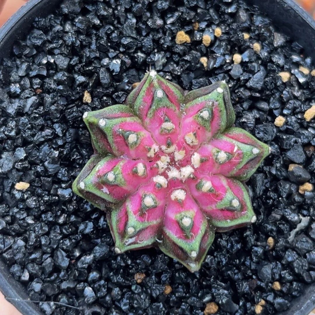 轮回海神 米哈仙人球