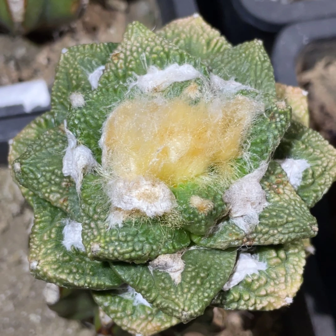 无花朵细密犹牡丹锦089