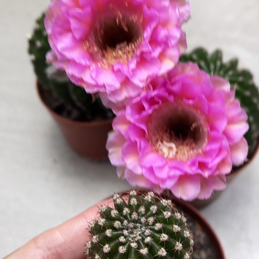 彩草重花测芽3公分左右