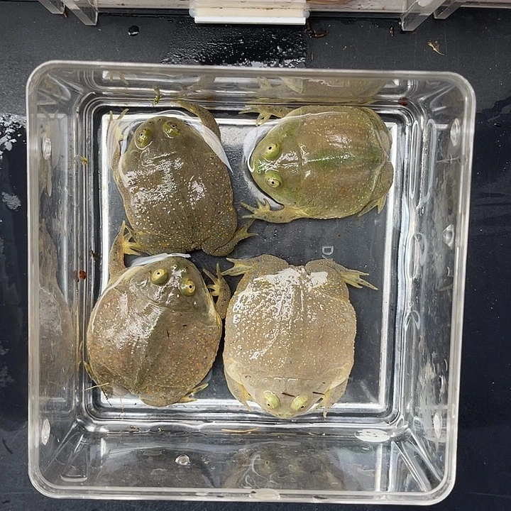 丑蛙宝宝拍拍拍拍拍拍拍拍