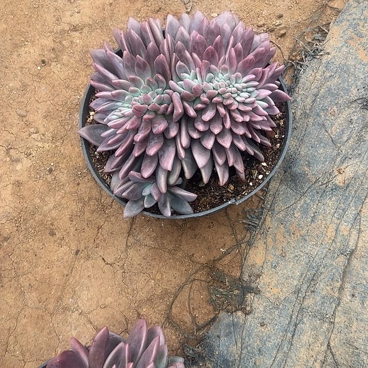 波***G多肉植物实物直播实物30